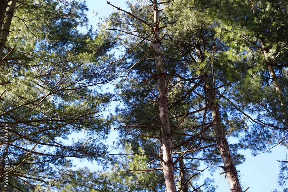 Obraz premium A view of the tall pine trees in the forest with blue skies.