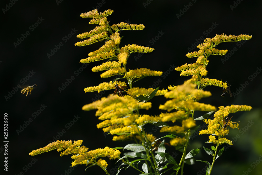 Paper wasps and black Mud Dauber pollinating the yellow flowers of a perennial herbaceous goldenrod plant in sun Toronto Canada in Fall Paper wasps and black Mud Dauber pollinating the yellow flowers of a perennial herbaceous goldenrod plant in sun Toronto Canada in Fall