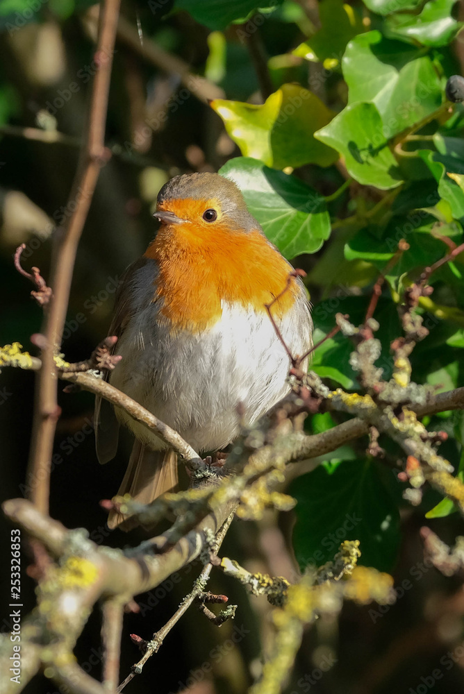 robin on a branch robin on a branch