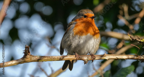 robin on a branch © Carla