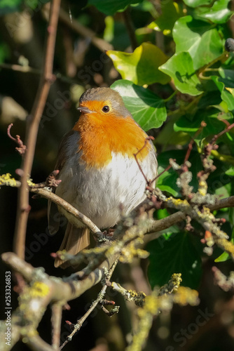 robin on a branch © Carla