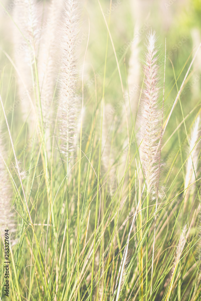 Flower of grass and soft sunlight Flower of grass and soft sunlight