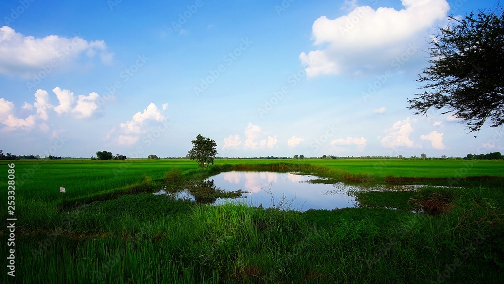 Green Paddy Rice Field with Cloudy Blue Sky in Countryside of Thailand - obrazy, fototapety, plakaty 