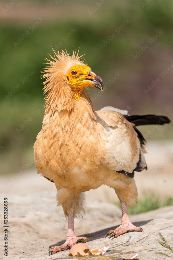 Detailed portrait of a wild Egyptian vulture with green background Detailed portrait of a wild Egyptian vulture with green background