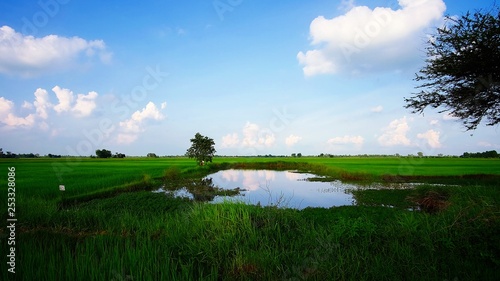 Green Paddy Rice Field with Cloudy Blue Sky in Countryside of Thailand