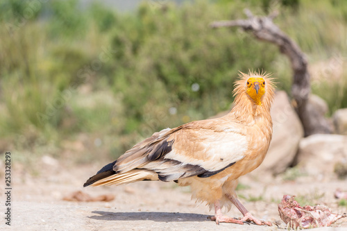 Portrait of a wild Egyptian vulture on the gound with green background photo