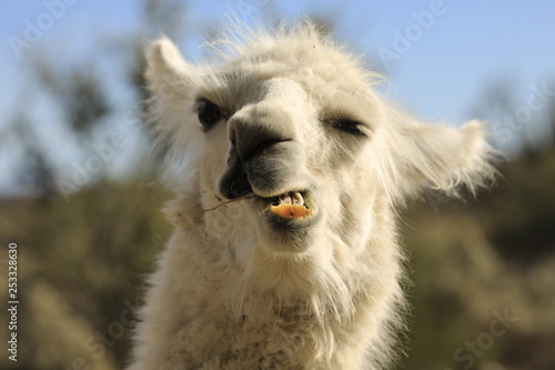 portrait of a llama photo