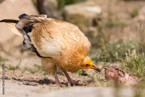 Fotografie Egyptian vulture on the ground with green background