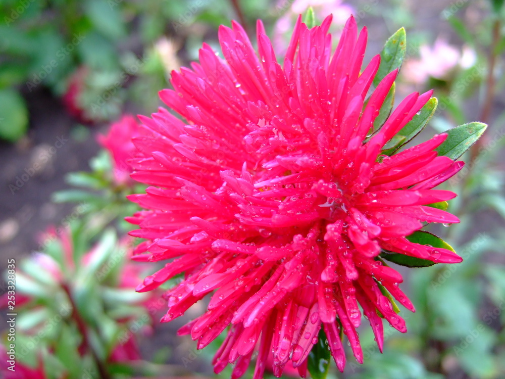 Beautiful summer flowers. Bright sunny day. Summer. Bright colours. Lots of sun. Red flower. Summer. Sun. Bright colours. Red. Crimson. Green. Park. Flowers. Summer flowers. Beautiful summer flowers. Bright sunny day. Summer. Bright colours. Lots of sun. Red flower. Summer. Sun. Bright colours. Red. Crimson. Green. Park. Flowers. Summer flowers.