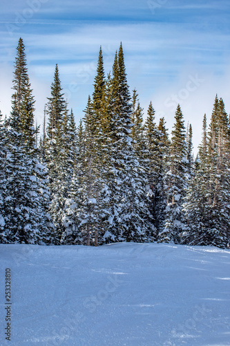 Pine Trees in Snow 