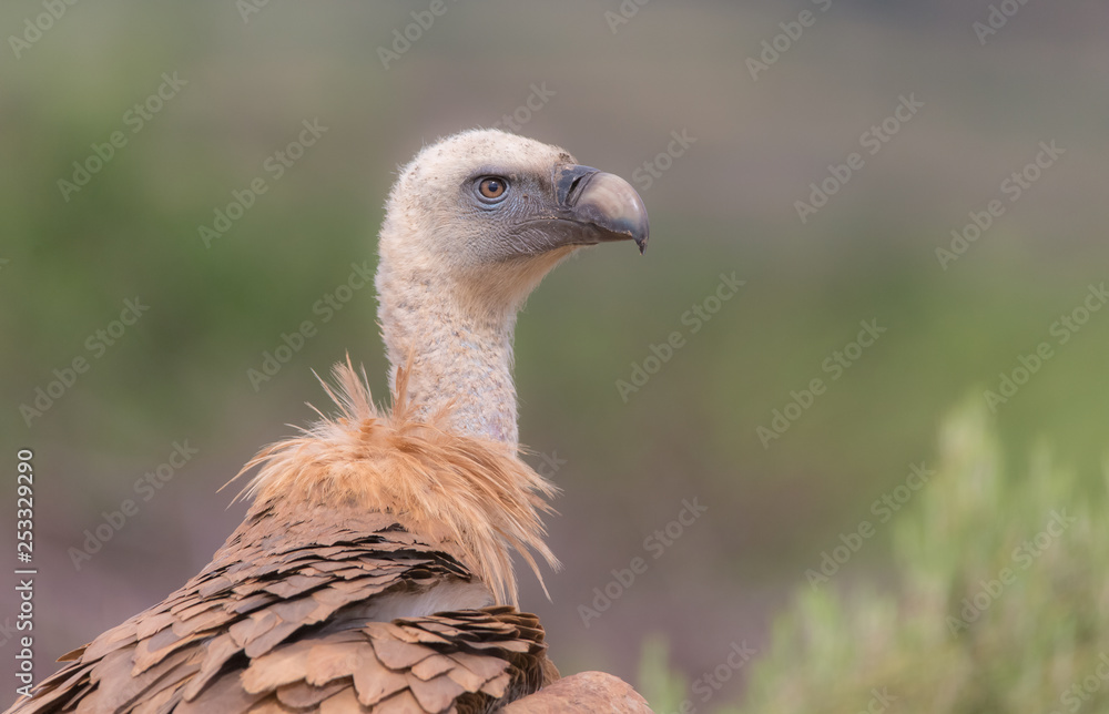 Portrait of a Griffon vulture with green background Portrait of a Griffon vulture with green background