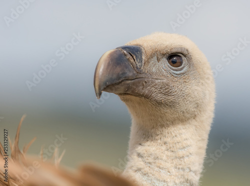 Portrait of a Griffon vulture with green background