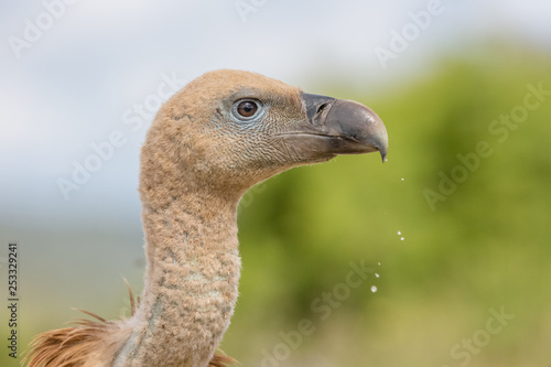 Portrait of a Griffon vulture with green background