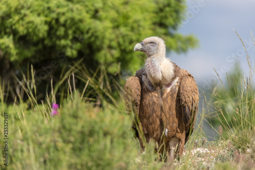Portrait of a Griffon vulture with green background