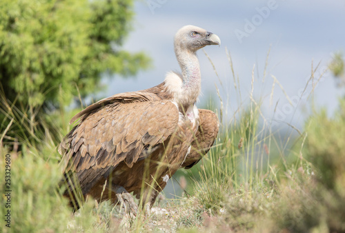 Portrait of a Griffon vulture with green background