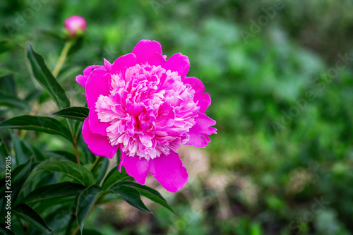 Pink peony in the garden against a background of green grass_