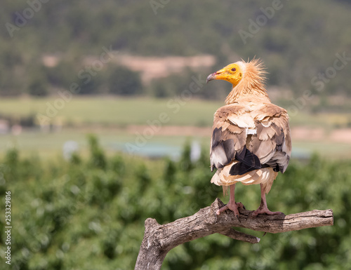 Portrait of a wild Egyptian vulture perched on a trunk with green background
