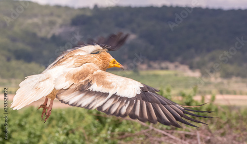 Detailed portrait of a wild Egyptian vulture with green background