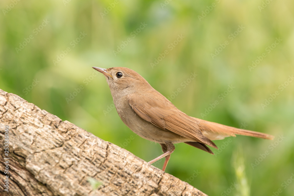 Fototapeta premium Common nightingale perched on a trunk and green background