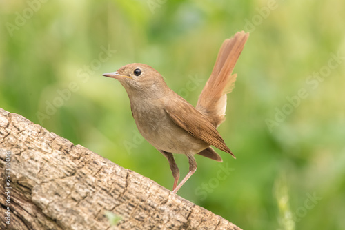 Common nightingale perched on a trunk and green background