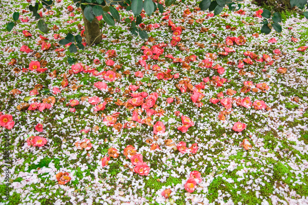 庭園に散った椿の花と桜の花びら　京都