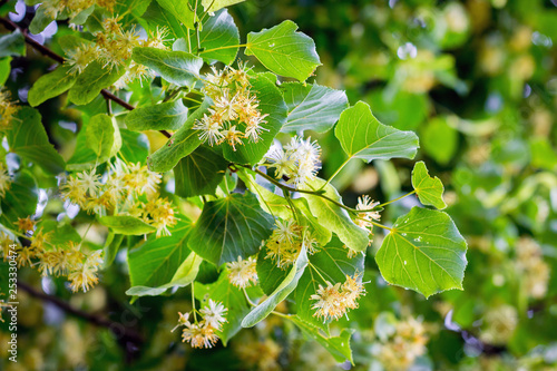 Blossom of linden in sunny weather, background. Melliferous plants_ photo