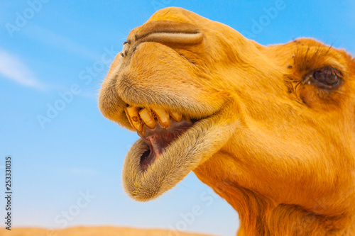 Camel in Israel desert, funny close up photo