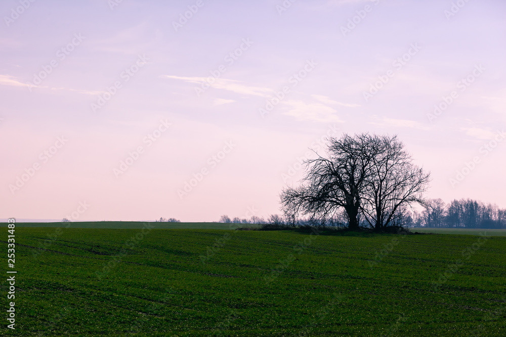 tree silhouette in the middle of a green field against a purple sky