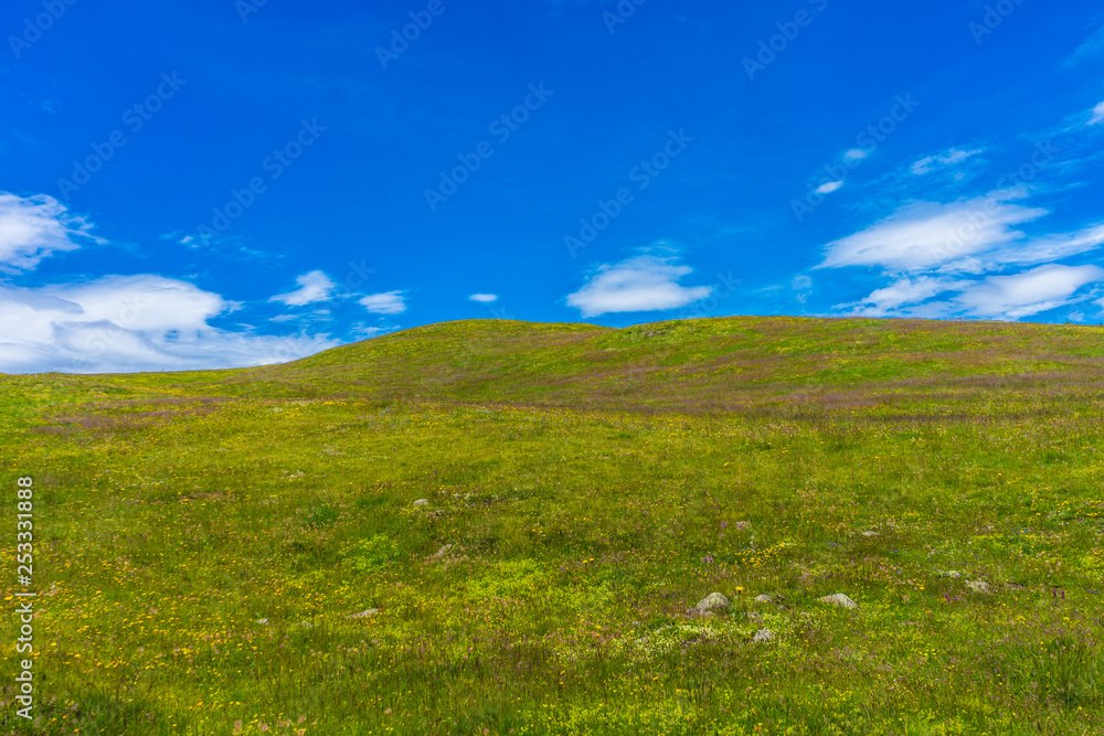 Alpe di Siusi, Seiser Alm with Sassolungo Langkofel Dolomite, a large green field with trees in the background