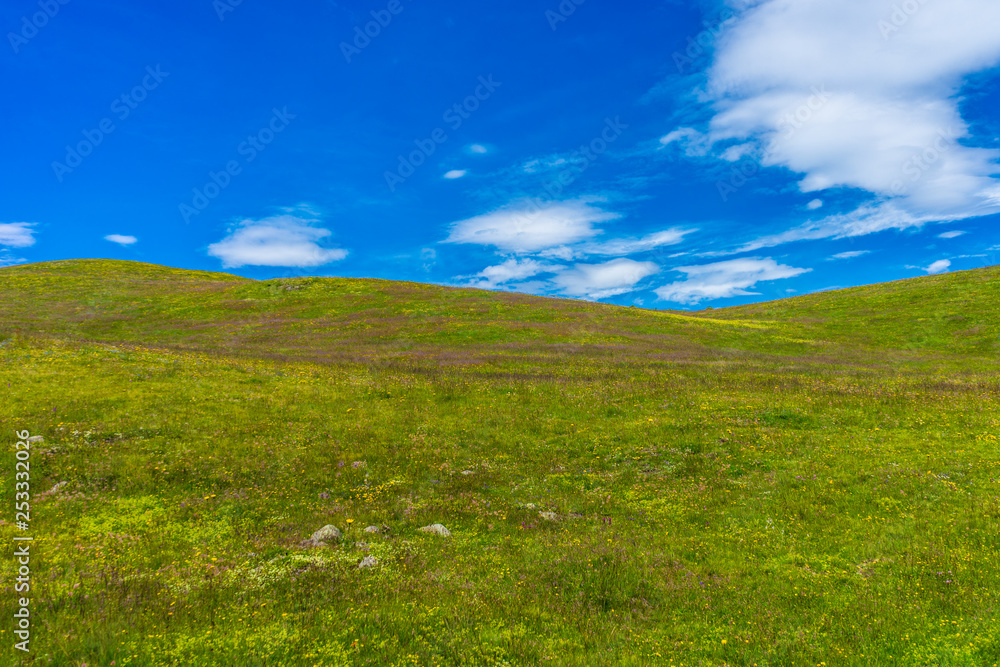 Obraz premium Alpe di Siusi, Seiser Alm with Sassolungo Langkofel Dolomite, a close up of a lush green field