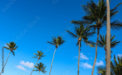 palm trees against blue sky