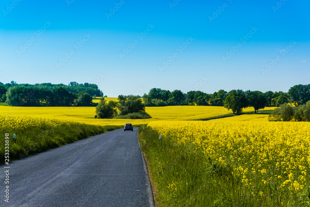 Country road in spring with flowering rapeseed fields and trees