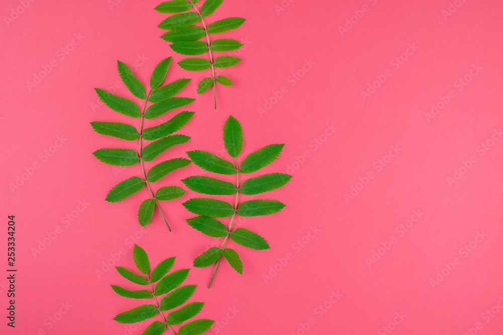 Green rowan tree leaves on bright pink background
