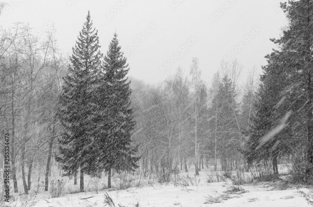 winter landscape with trees and snowfall