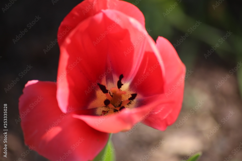 coquelicot coquelicot