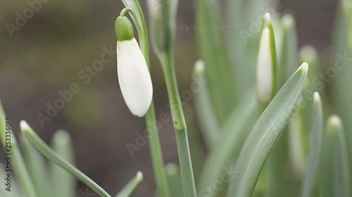 Snowdrop flower at start of spring photo