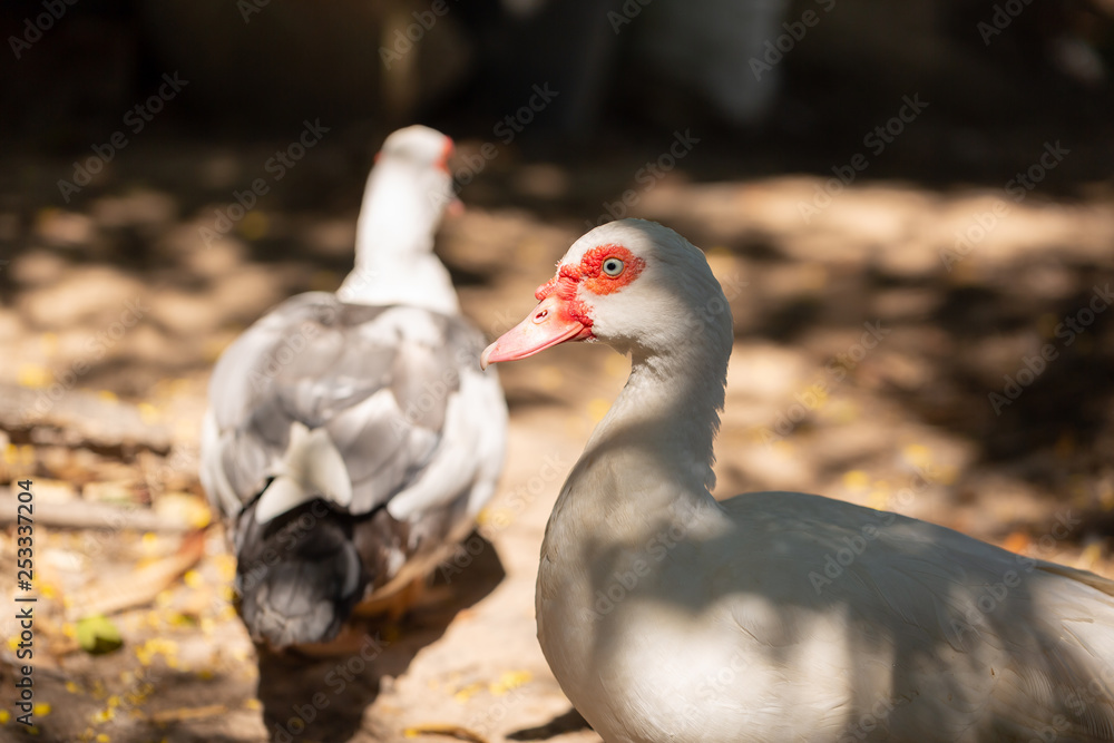 white domestic ducks. The duck is white, in nature.