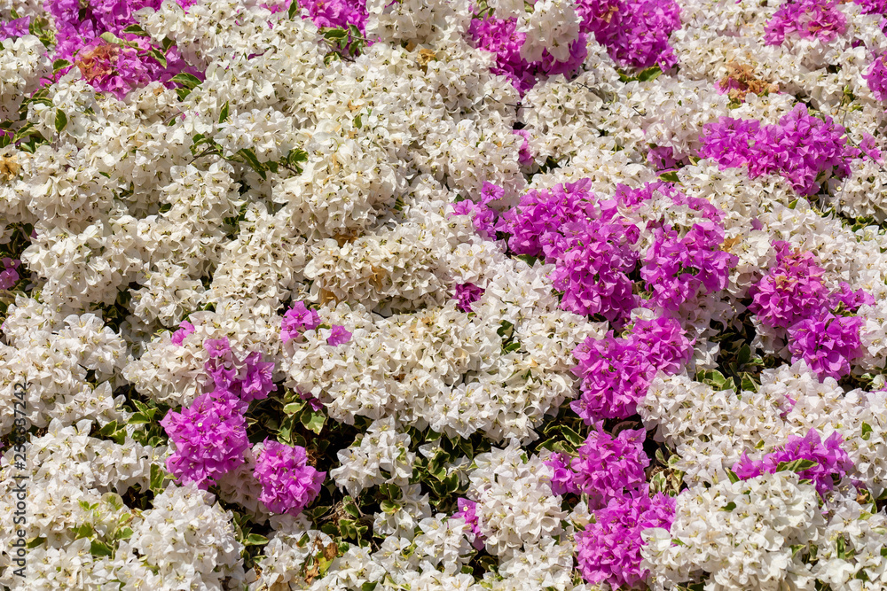 Colorful of Bougainvillea flowers in the nature Colorful of Bougainvillea flowers in the nature