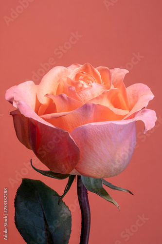Pink rose (ID: 253337298)
