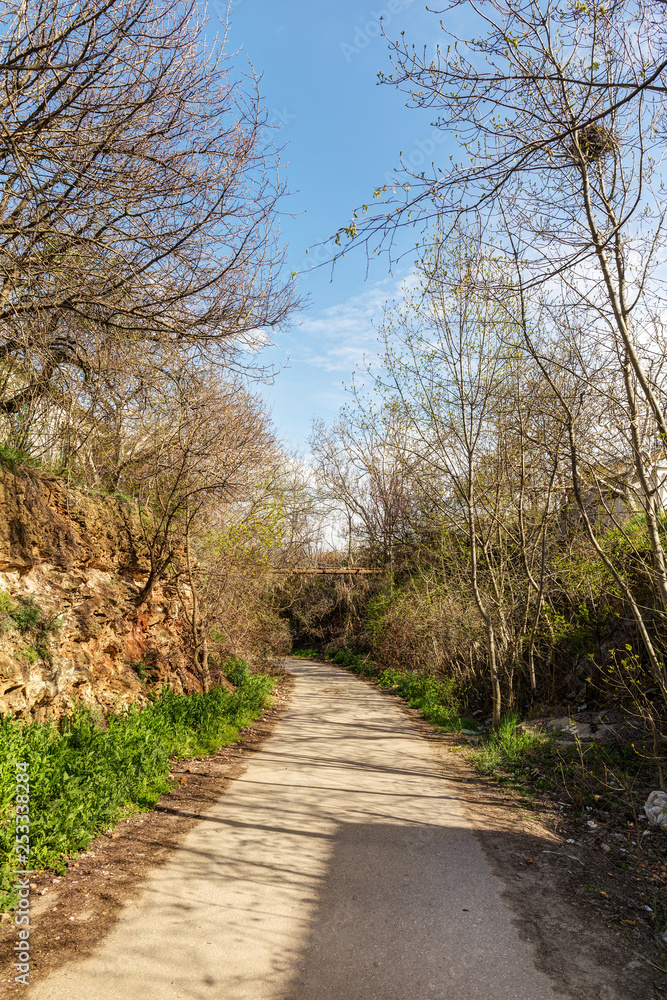 narrow road with spring trees narrow road with spring trees