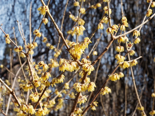 Le chimonanthe (Chimonanthus yunnanensis). Un arbuste à floraison hivernale originaire de Chine avec ses clochettes de fleurs blanches aux étamines rouge sur des branches nues. photo