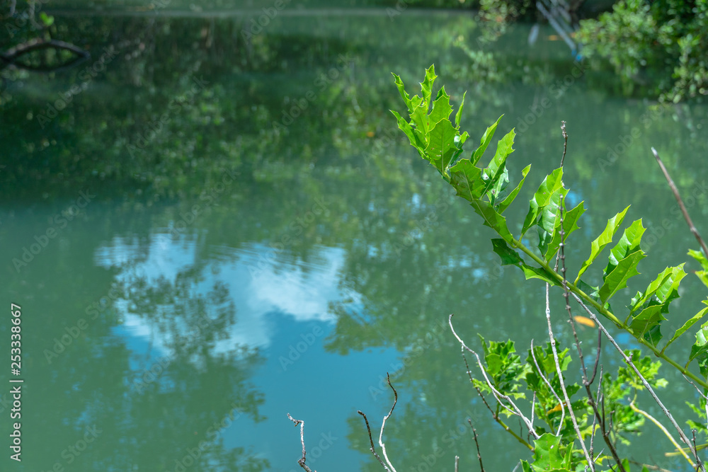 green water in green perfect swamp forest at Tha Pom Klong Song Nam amazing nature in Krabi green water in green perfect swamp forest at Tha Pom Klong Song Nam amazing nature in Krabi