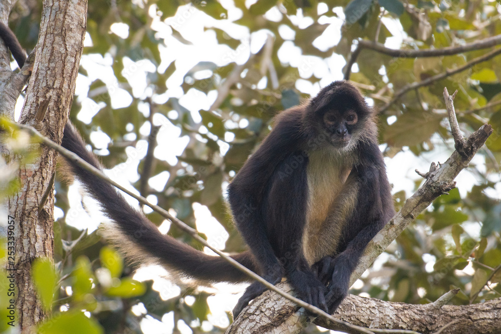 Monkey Monkey