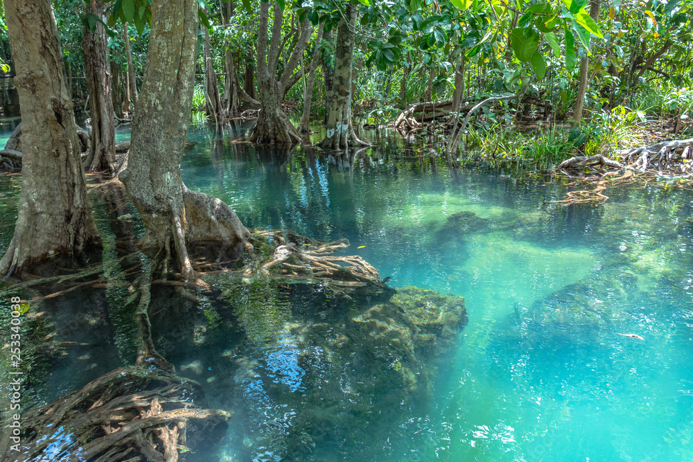 green water in green perfect swamp forest at Tha Pom Klong Song Nam amazing nature in Krabi green water in green perfect swamp forest at Tha Pom Klong Song Nam amazing nature in Krabi