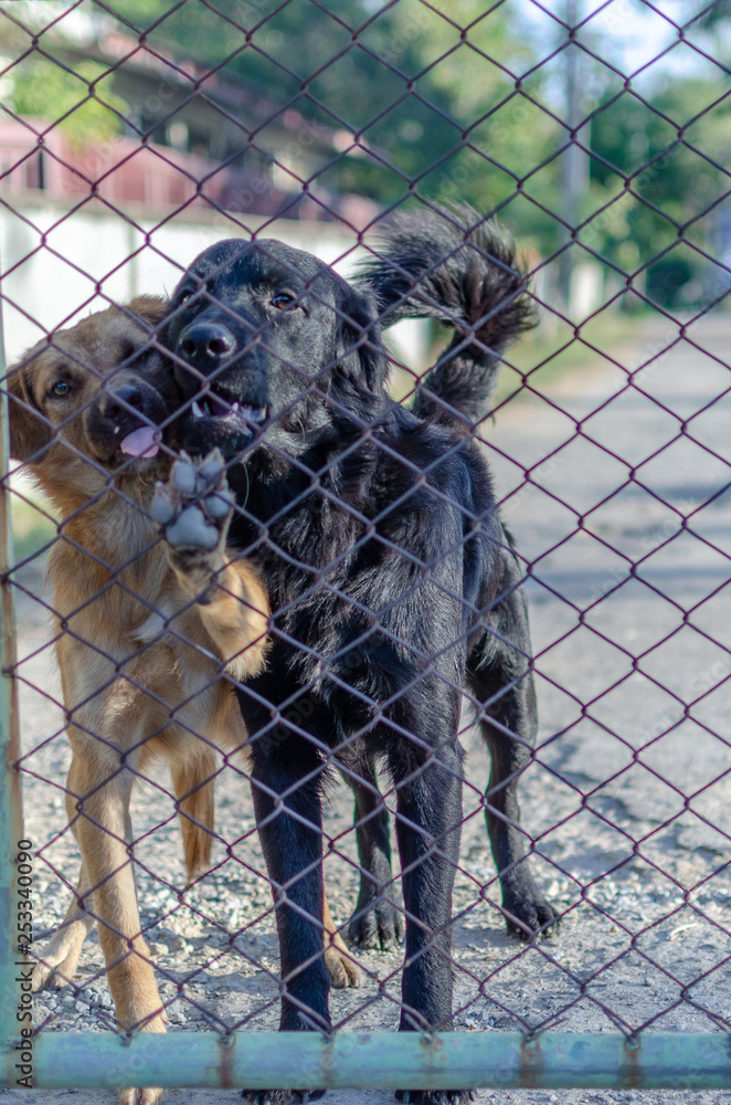 two dog imprisoned