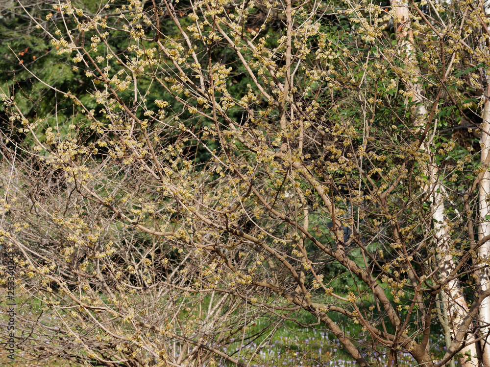 Le chimonanthe (Chimonanthus yunnanensis). Un arbuste à floraison hivernale originaire de Chine avec ses clochettes de fleurs blanches aux étamines rouge sur des branches nues. Le chimonanthe (Chimonanthus yunnanensis). Un arbuste à floraison hivernale originaire de Chine avec ses clochettes de fleurs blanches aux étamines rouge sur des branches nues.