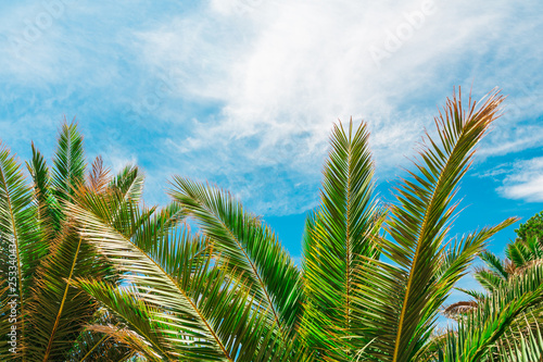 Palm trees on blue sky and white clouds