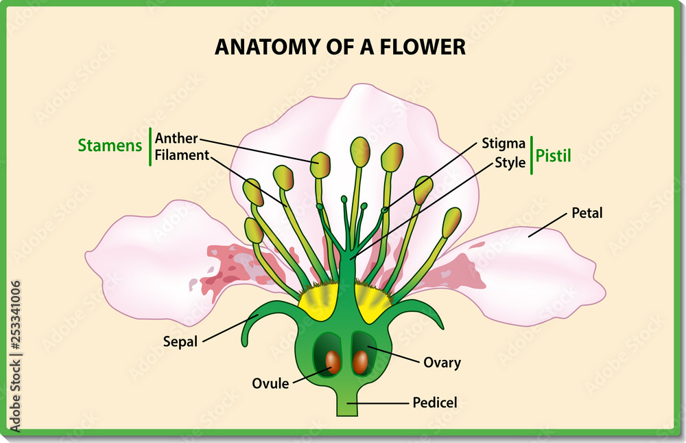 Anatomy Of A Flower Flower Parts Detailed Diagram With Cross Section