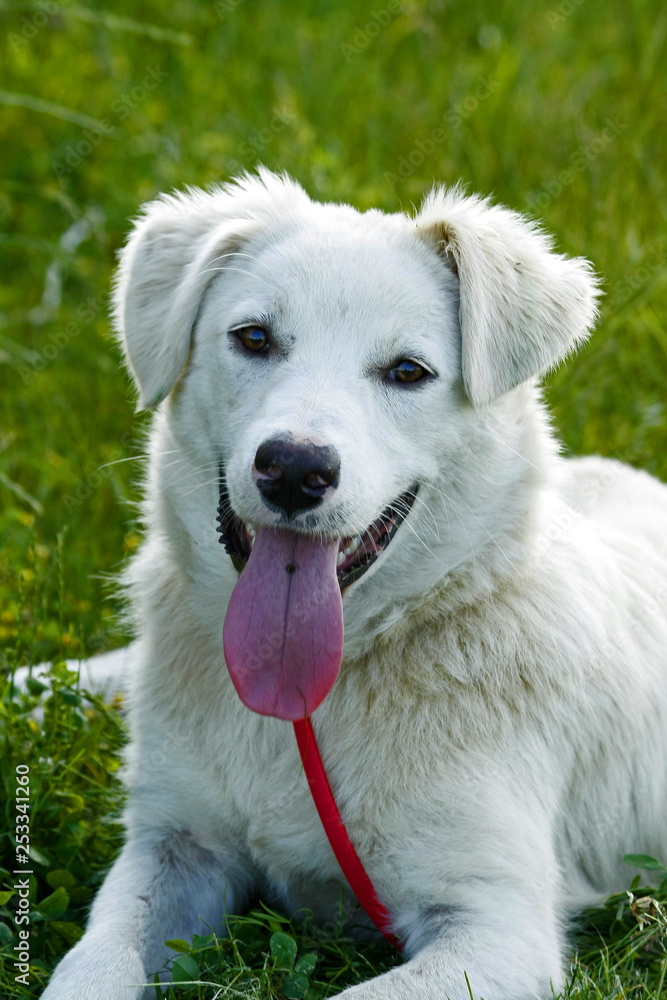 Funny young white dog lying on the grass with his tongue hanging out. Funny young white dog lying on the grass with his tongue hanging out.
