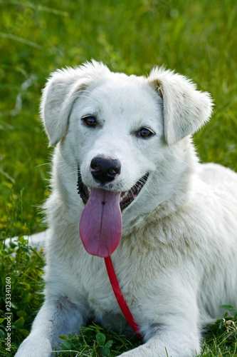 Funny young white dog lying on the grass with his tongue hanging out.